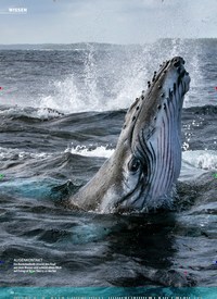 Titelbild der Ausgabe 46/2021 von Wanderer der Weltmeere. Zeitschriften als Abo oder epaper bei United Kiosk online kaufen.