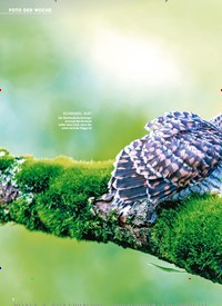 Titelbild der Ausgabe 8/2022 von Kuckuckskinder im Frühling. Zeitschriften als Abo oder epaper bei United Kiosk online kaufen.