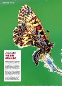 Titelbild der Ausgabe 12/2022 von Zwei Falter WIE EIN GEMÄLDE. Zeitschriften als Abo oder epaper bei United Kiosk online kaufen.