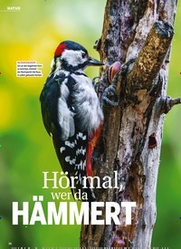 Titelbild der Ausgabe 12/2022 von Hör mal, wer da HÄMMERT. Zeitschriften als Abo oder epaper bei United Kiosk online kaufen.
