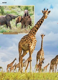 Titelbild der Ausgabe 14/2022 von Überleben in der Wildnis. Zeitschriften als Abo oder epaper bei United Kiosk online kaufen.