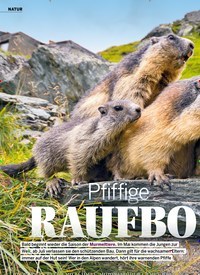 Titelbild der Ausgabe 16/2022 von Pfiffige RAUFBOLDE. Zeitschriften als Abo oder epaper bei United Kiosk online kaufen.