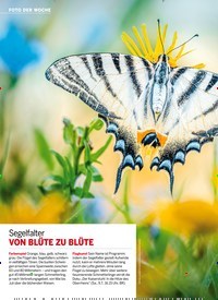 Titelbild der Ausgabe 27/2022 von Segelfalter VON BLÜTE ZU BLÜTE. Zeitschriften als Abo oder epaper bei United Kiosk online kaufen.