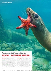 Titelbild der Ausgabe 31/2022 von Seelöwe im Golf von Kalifornien DER WILL DOCH NUR SPIELEN. Zeitschriften als Abo oder epaper bei United Kiosk online kaufen.