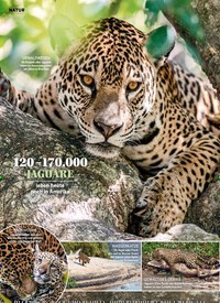 Titelbild der Ausgabe 34/2022 von KÖNIG des Dschungels. Zeitschriften als Abo oder epaper bei United Kiosk online kaufen.