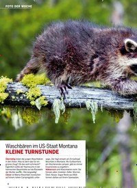 Titelbild der Ausgabe 38/2022 von Waschbären im US-Staat Montana KLEINE TURNSTUNDE. Zeitschriften als Abo oder epaper bei United Kiosk online kaufen.