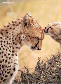 Titelbild der Ausgabe 39/2022 von Geparde in der Masai Mara ZEIT DER ZÄRTLICHKEIT. Zeitschriften als Abo oder epaper bei United Kiosk online kaufen.