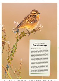 Titelbild der Ausgabe 5/2023 von Braunkehlchen. Zeitschriften als Abo oder epaper bei United Kiosk online kaufen.