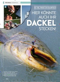 Titelbild der Ausgabe 100/2019 von SO VIEL FRISST EIN RAUBFISCH: HIER KÖNNTE AUCH IHR DACKEL STECKEN!. Zeitschriften als Abo oder epaper bei United Kiosk online kaufen.