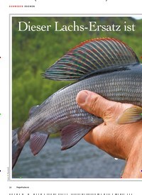 Titelbild der Ausgabe 70/2019 von Dieser Lachs-Ersatz ist ein Genuss!. Zeitschriften als Abo oder epaper bei United Kiosk online kaufen.