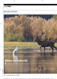 Titelbild der Ausgabe 90/2020 von BILD DES MONATS; Mitten im Kahlwild. Zeitschriften als Abo oder epaper bei United Kiosk online kaufen.