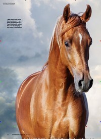 Titelbild der Ausgabe 50/2019 von VERHALTEN UND KOMMUNIKATION: Die Psyche des Pferdes. Zeitschriften als Abo oder epaper bei United Kiosk online kaufen.