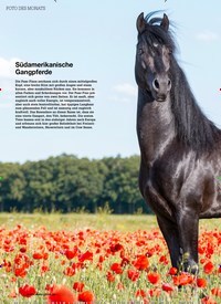 Titelbild der Ausgabe 60/2022 von Südamerikanische Gangpferde. Zeitschriften als Abo oder epaper bei United Kiosk online kaufen.
