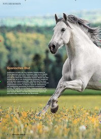 Titelbild der Ausgabe 90/2022 von Spanisches Blut. Zeitschriften als Abo oder epaper bei United Kiosk online kaufen.