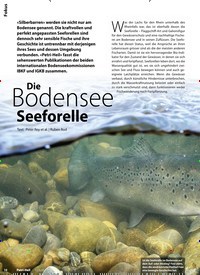 Titelbild der Ausgabe 1/2020 von Die BOSoeeed foerenllseee. Zeitschriften als Abo oder epaper bei United Kiosk online kaufen.