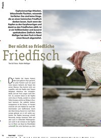 Titelbild der Ausgabe 10/2020 von Der nicht so friedliche: Friedfisch. Zeitschriften als Abo oder epaper bei United Kiosk online kaufen.