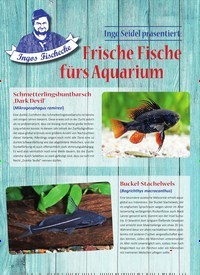Titelbild der Ausgabe 5/2019 von Ingo Seidel präsentiert: Frische Fische fürs Aquarium. Zeitschriften als Abo oder epaper bei United Kiosk online kaufen.