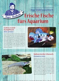 Titelbild der Ausgabe 1/2020 von Ingo Seidel präsentiert: Frische Fische furs Aquarium. Zeitschriften als Abo oder epaper bei United Kiosk online kaufen.