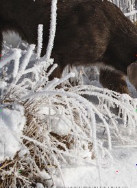 Titelbild der Ausgabe 2/2021 von SLOWAKISCHER RAUHAARIGER VORSTEHHUND: RAUBÄRTIGE RARITÄT. Zeitschriften als Abo oder epaper bei United Kiosk online kaufen.