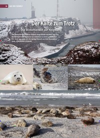Titelbild der Ausgabe 4/2019 von Der Kälte zum Trotz: Die Wintertierwelt auf Helgoland. Zeitschriften als Abo oder epaper bei United Kiosk online kaufen.