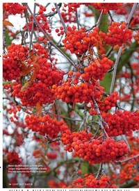 Titelbild der Ausgabe 11/2019 von Herbst- und Winterzierden: Beeren ALS BLICKFANG. Zeitschriften als Abo oder epaper bei United Kiosk online kaufen.