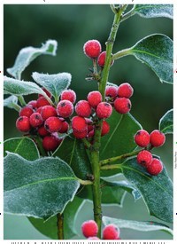 Titelbild der Ausgabe 12/2022 von Malerische Gartenbilder. Zeitschriften als Abo oder epaper bei United Kiosk online kaufen.