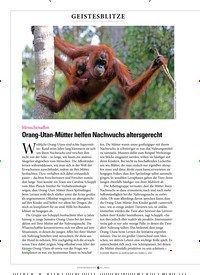 Titelbild der Ausgabe 3/2022 von Orang-Utan-Mütter helfen Nachwuchs altersgerecht. Zeitschriften als Abo oder epaper bei United Kiosk online kaufen.