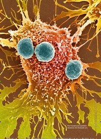 Titelbild der Ausgabe 3/2019 von TUMORMEDIZIN: KREBS BEKÄMPFEN MIT DEM EIGENEN IMMUNSYSTEM. Zeitschriften als Abo oder epaper bei United Kiosk online kaufen.