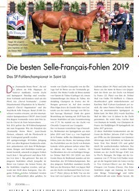 Titelbild der Ausgabe 10/2019 von Die besten Selle-Français-Fohlen 2019. Zeitschriften als Abo oder epaper bei United Kiosk online kaufen.