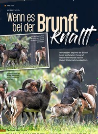 Titelbild der Ausgabe 22/2019 von MUFFELWILD: Wenn es bei der Brunft knallt. Zeitschriften als Abo oder epaper bei United Kiosk online kaufen.