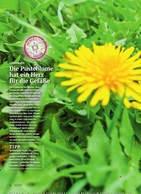 Titelbild der Ausgabe 3/2024 von Die Pusteblume hat ein Herz für die Gefäße. Zeitschriften als Abo oder epaper bei United Kiosk online kaufen.