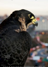 Titelbild der Ausgabe 5/2019 von natur: Die Betonwüste lebt. Zeitschriften als Abo oder epaper bei United Kiosk online kaufen.