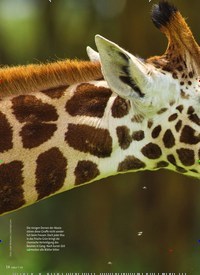 Titelbild der Ausgabe 7/2019 von Wehrhaftes Grünzeug. Zeitschriften als Abo oder epaper bei United Kiosk online kaufen.