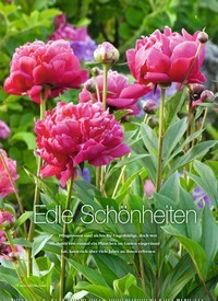 Titelbild der Ausgabe 3/2019 von Edle Schönheiten. Zeitschriften als Abo oder epaper bei United Kiosk online kaufen.