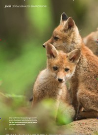 Titelbild der Ausgabe 1/2020 von SOZIALVERHALTEN BEIM ROTFUCHS: Rotfuchs mit Familiensinn. Zeitschriften als Abo oder epaper bei United Kiosk online kaufen.