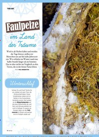 Titelbild der Ausgabe 4/2019 von TIER-ABC: Faulpelze im Land der Träume. Zeitschriften als Abo oder epaper bei United Kiosk online kaufen.