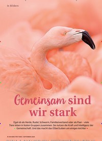 Titelbild der Ausgabe 9/2020 von In Bildern: Gemeinsam sind wir stark wir stark. Zeitschriften als Abo oder epaper bei United Kiosk online kaufen.