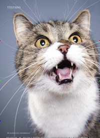 Titelbild der Ausgabe 9/2019 von Schnurrhaare -der sechste Sinn unserer Katzen. Zeitschriften als Abo oder epaper bei United Kiosk online kaufen.