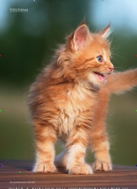 Titelbild der Ausgabe 6/2020 von TITELTHEMA: Ein Miau sagt mehr als 1000 Worte. Zeitschriften als Abo oder epaper bei United Kiosk online kaufen.