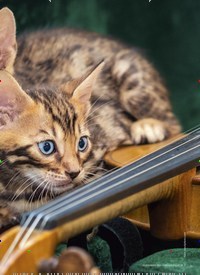 Titelbild der Ausgabe 11/2021 von NEUES AUS DER KAT ZENWELT. Zeitschriften als Abo oder epaper bei United Kiosk online kaufen.