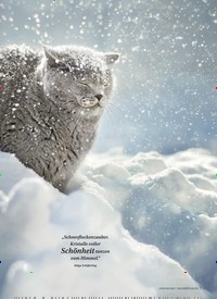 Titelbild der Ausgabe 1/2022 von NEUES AUS DER KATZENWELT. Zeitschriften als Abo oder epaper bei United Kiosk online kaufen.