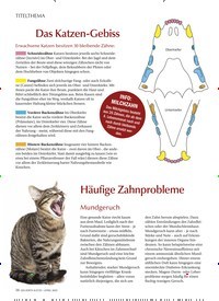 Titelbild der Ausgabe 4/2022 von Das Katzen-Gebiss. Zeitschriften als Abo oder epaper bei United Kiosk online kaufen.