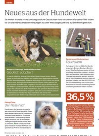 Titelbild der Ausgabe 10/2019 von NEWS: Neues aus der Hundewelt. Zeitschriften als Abo oder epaper bei United Kiosk online kaufen.