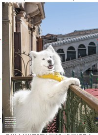 Titelbild der Ausgabe 8/2022 von Ein Samojede in Venedig. Zeitschriften als Abo oder epaper bei United Kiosk online kaufen.