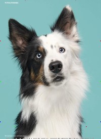Titelbild der Ausgabe 10/2022 von So tickt Ihr Hund!. Zeitschriften als Abo oder epaper bei United Kiosk online kaufen.