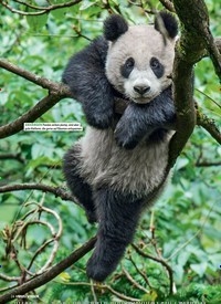 Titelbild der Ausgabe 6/2018 von Pandas hautnah. Zeitschriften als Abo oder epaper bei United Kiosk online kaufen.
