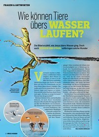 Titelbild der Ausgabe 6/2019 von Wie können Tiere übers WASSER LAUFEN?. Zeitschriften als Abo oder epaper bei United Kiosk online kaufen.