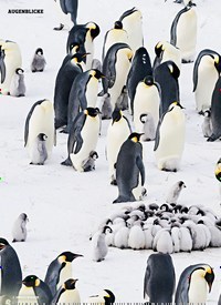 Titelbild der Ausgabe 1/2020 von AUGENBLICKE: Im Kindergarten der Pinguine. Zeitschriften als Abo oder epaper bei United Kiosk online kaufen.