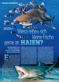 Titelbild der Ausgabe 2/2022 von Wieso reiben sich kleine Fische gerne an HAIEN?. Zeitschriften als Abo oder epaper bei United Kiosk online kaufen.