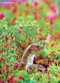 Titelbild der Ausgabe 23/2018 von FOTO DER WOCHE: Mauswiesel im Blütenmeer KLEINER VIELFRASS. Zeitschriften als Abo oder epaper bei United Kiosk online kaufen.